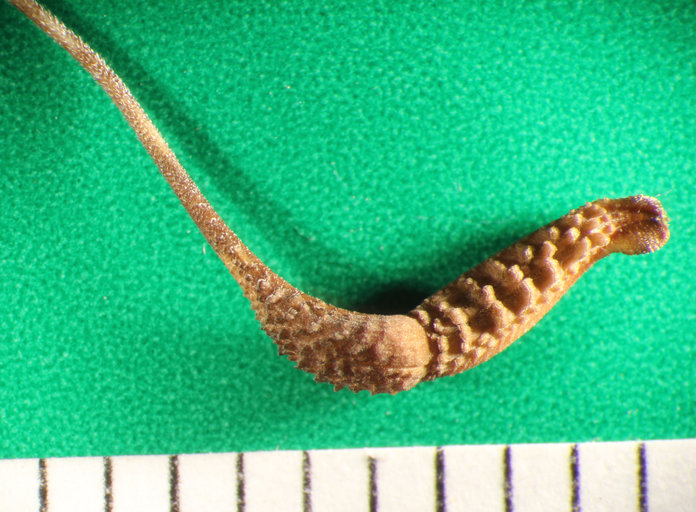 Sivun Urospermum picroides (L.) Scop. ex F. W. Schmidt kuva