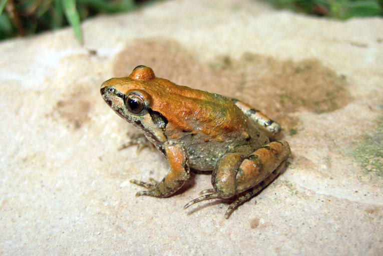 Image of Painted Frog