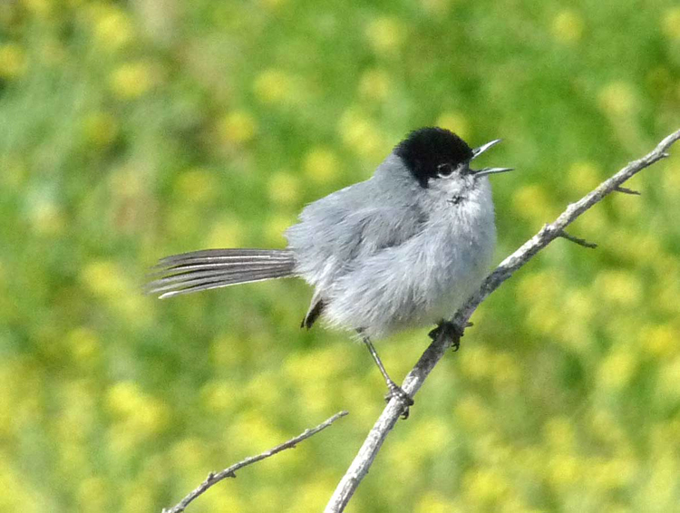 Polioptila californica californica Brewster 1881的圖片