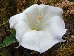 Imagem de Datura wrightii Hort. ex Regel