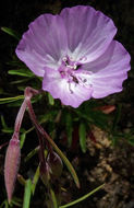 Image of Dudley's clarkia