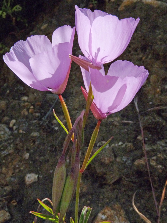 Image of Dudley's clarkia