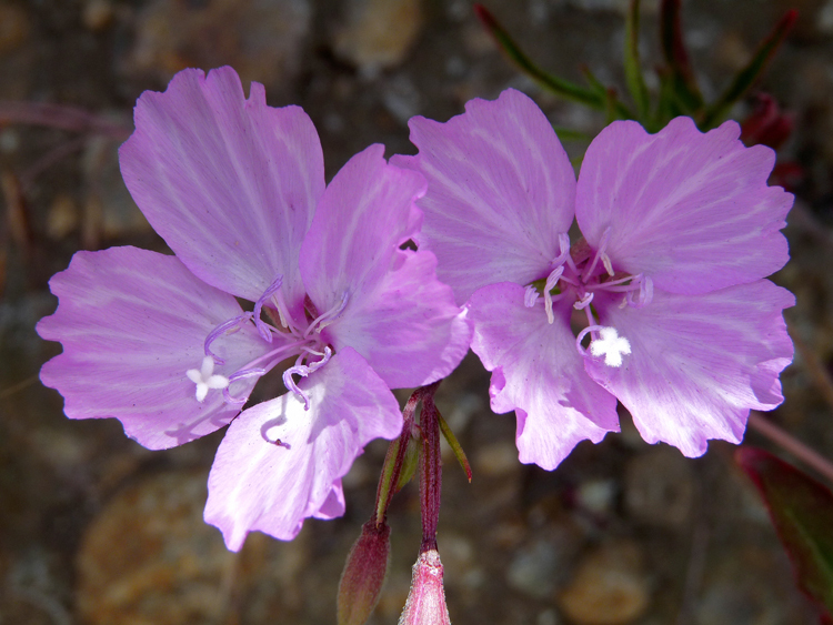 Image of Dudley's clarkia