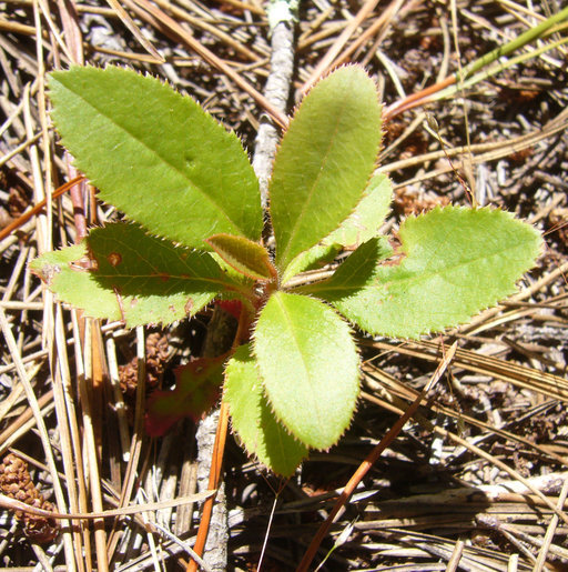 Image of Pacific madrone