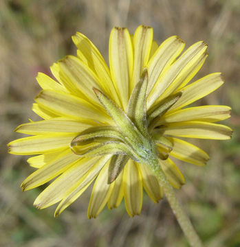 Image of Italian hawksbeard