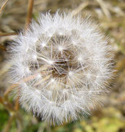 Image of Italian hawksbeard