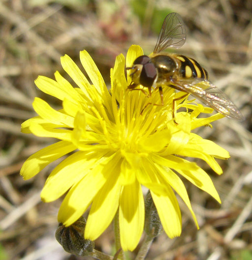 Image of Italian hawksbeard