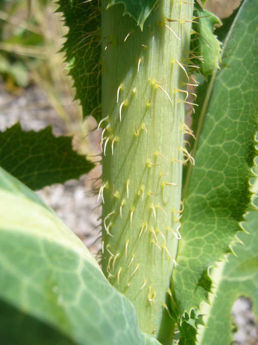 Image of bitter lettuce