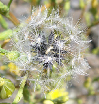 Image of bitter lettuce