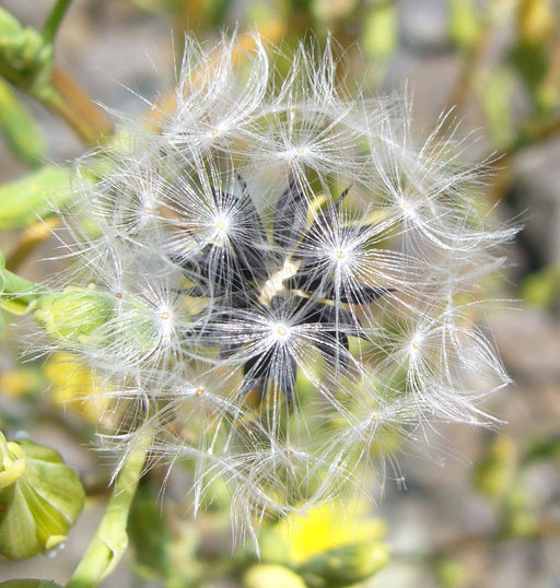 Image of bitter lettuce