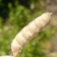 Image de Lupinus bicolor Lindl.