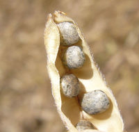 Image de Lupinus bicolor Lindl.