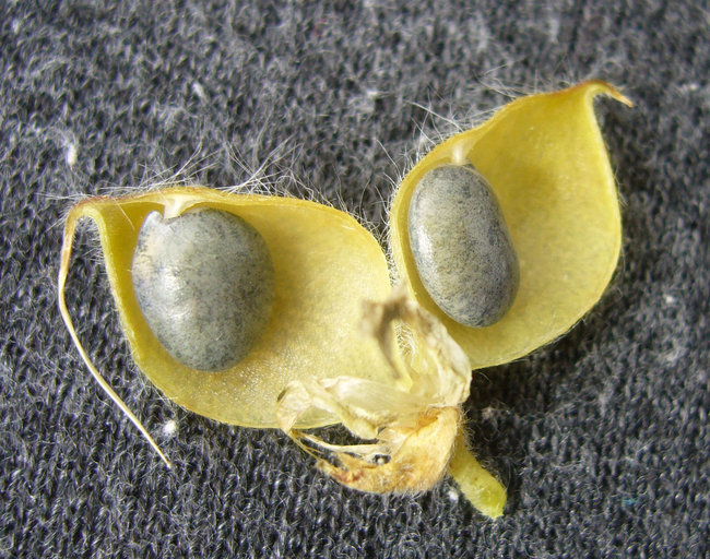 Image of Chick Lupine