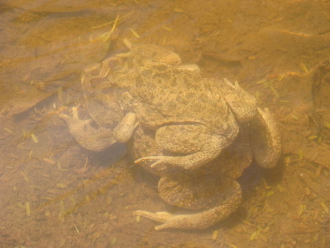 Image of Berber Toad