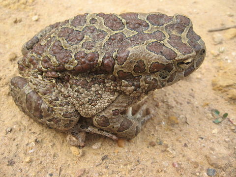 Image of Berber Toad