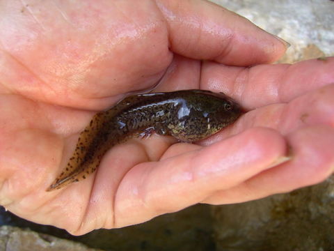 Plancia ëd Pelophylax saharicus (Boulenger ex Hartert 1913)