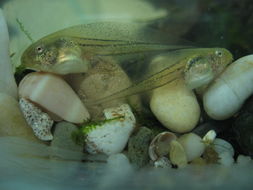 Image of Mediterranean Tree Frog