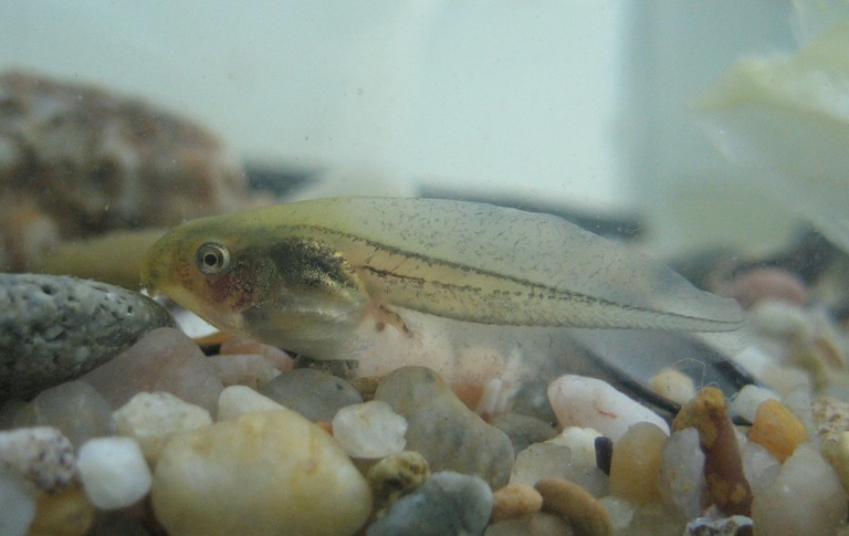 Image of Mediterranean Tree Frog