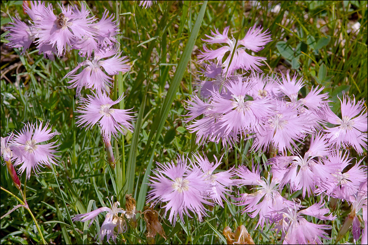 Sivun Dianthus sternbergii Sibth. kuva