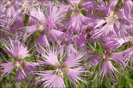 صورة Dianthus sternbergii Sibth.