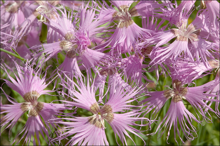 صورة Dianthus sternbergii Sibth.