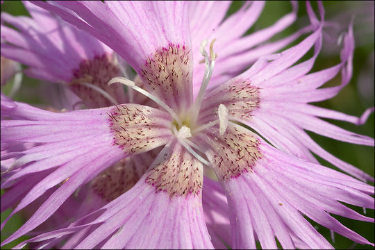 Sivun Dianthus sternbergii Sibth. kuva