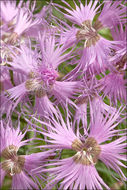 صورة Dianthus sternbergii Sibth.