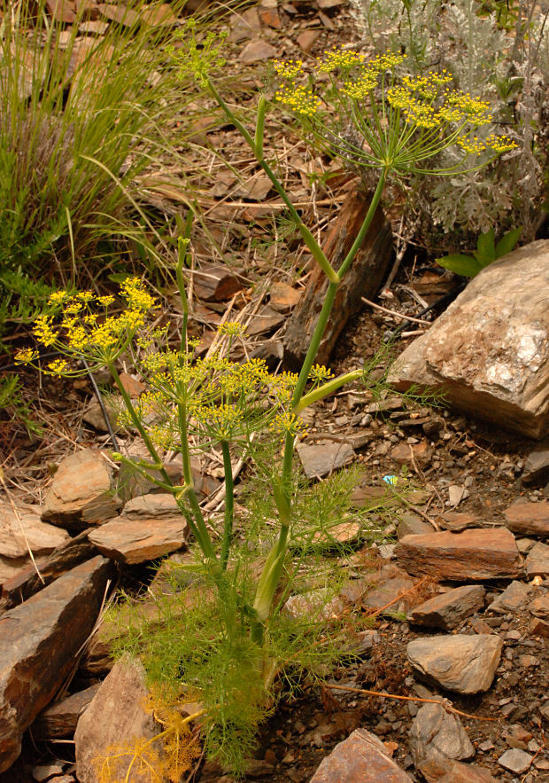 Plancia ëd Foeniculum vulgare Mill.