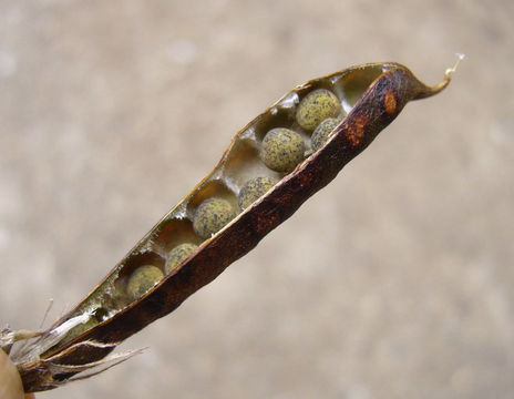 Imagem de Vicia sativa subsp. nigra (L.) Ehrh.