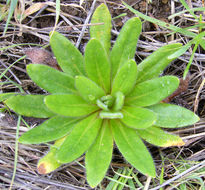 Plancia ëd Plagiobothrys nothofulvus (A. Gray) A. Gray