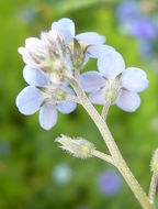 Image de Myosotis latifolia Poir.