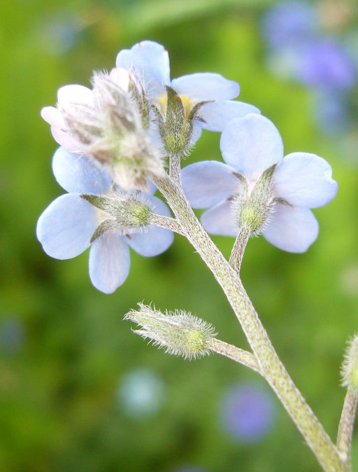 Image de Myosotis latifolia Poir.