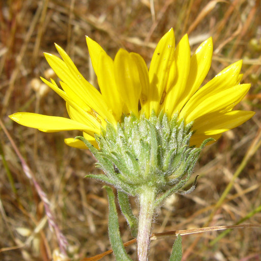 Grindelia hirsutula Hook. & Arn.的圖片