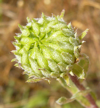 Image of hairy gumweed