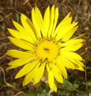 Grindelia hirsutula Hook. & Arn.的圖片