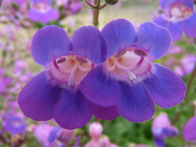 Слика од Penstemon spectabilis Thurb. ex Torr. & Gray