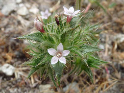 Imagem de Navarretia atractyloides (Benth.) Hook. & Arn.