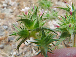 Imagem de Navarretia atractyloides (Benth.) Hook. & Arn.