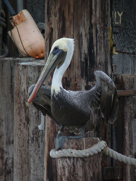 Image of California brown pelican