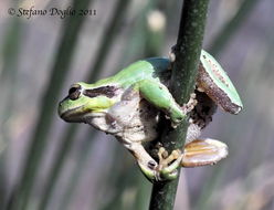 صورة Hyla meridionalis Boettger 1874