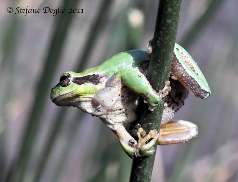 Image of Mediterranean Tree Frog