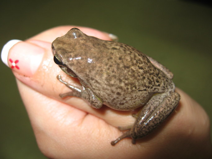 Image of Mediterranean Tree Frog