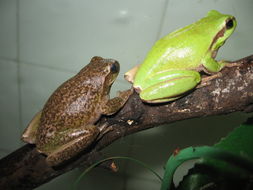 Image of Mediterranean Tree Frog