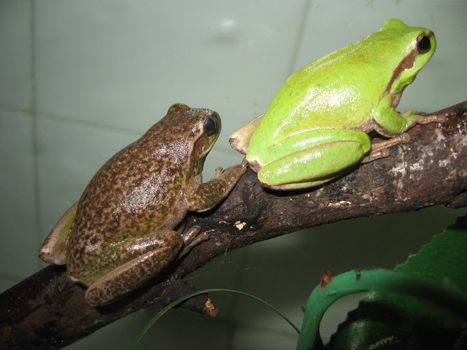 Image of Mediterranean Tree Frog