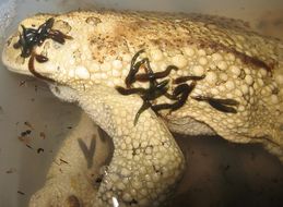 Image of Berber Toad