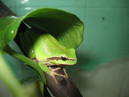 Image of Mediterranean Tree Frog