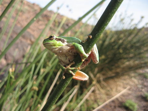 Image of Mediterranean Tree Frog