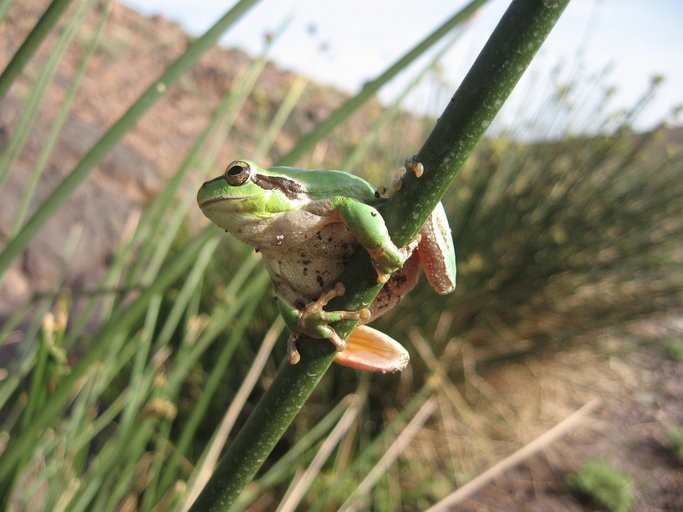 صورة Hyla meridionalis Boettger 1874