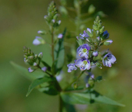 Image of Blue Water-speedwell