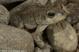 Image of Arabian toad